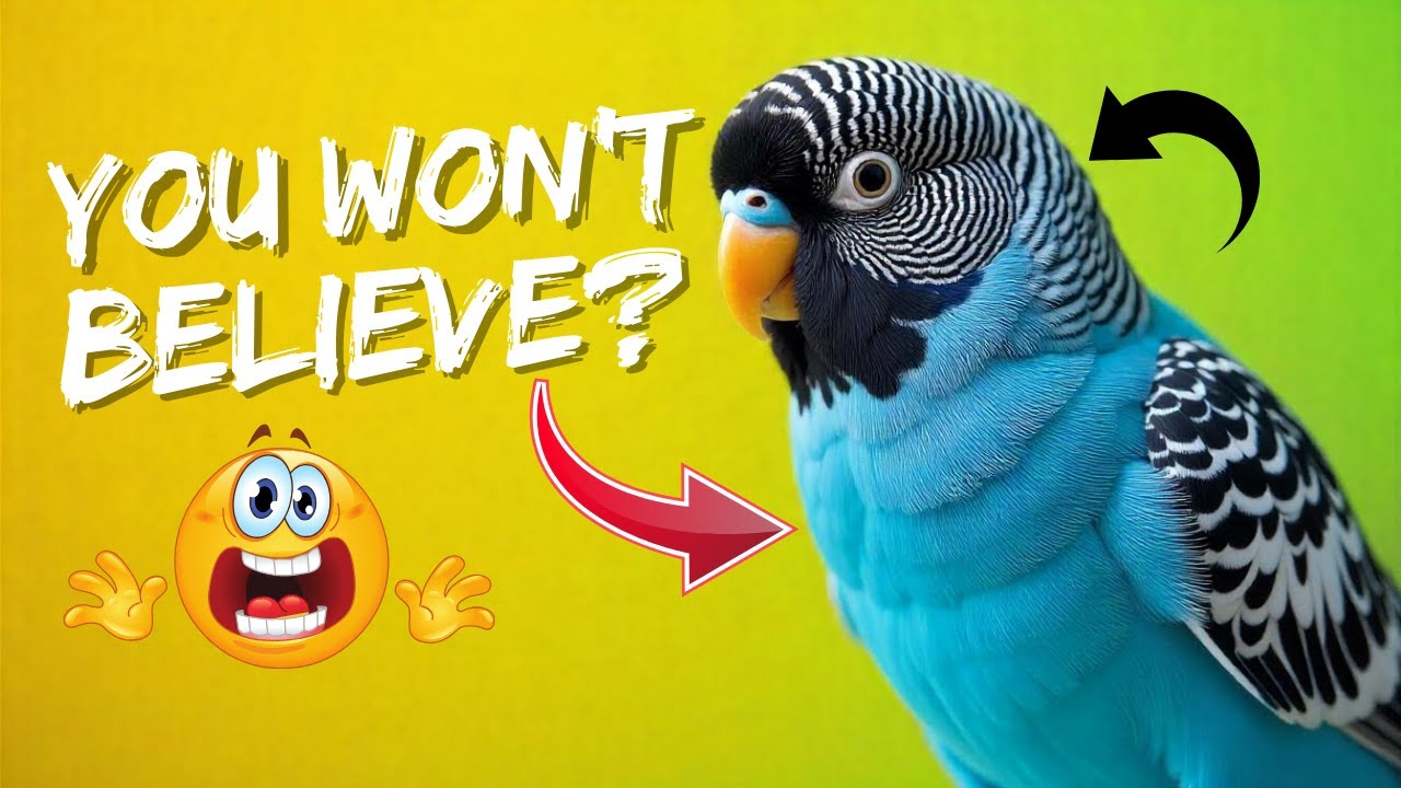 RARE Budgie Mutation EXPLAINED: Blackface Breeding Results Revealed!