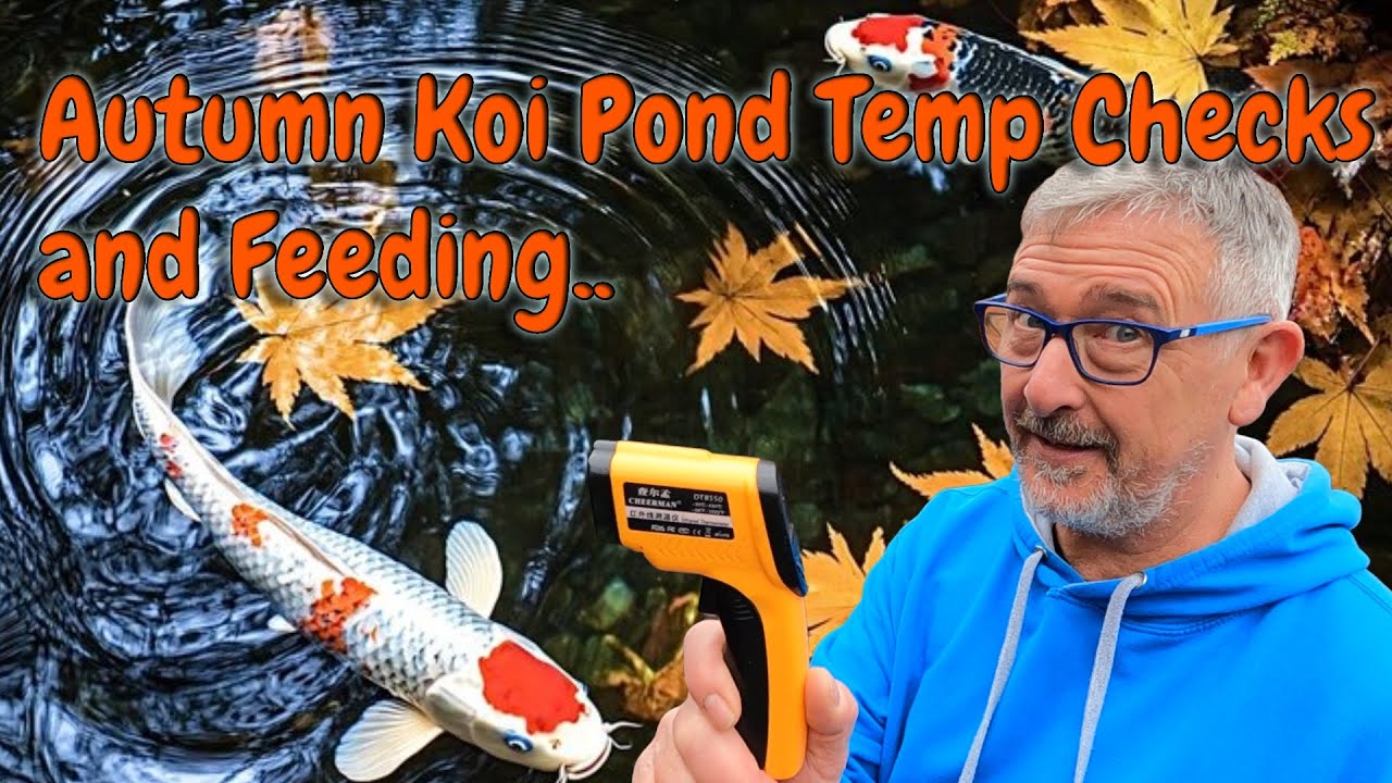 ЗИМА В ПРУДУ С КОПАМИ КОИ ПРИБЛИЖАЕТСЯ. ГОТОВ ЛИ ВАШ ПРУД К ЗИМЕ, И КАК Я КОНТРОЛИРУЮ ТЕМПЕРАТУРУ...