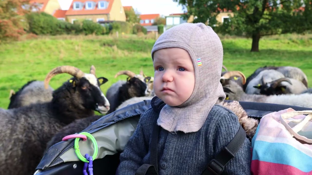 2023 Får i Ermelunden  -  Sidste besøg den sæson