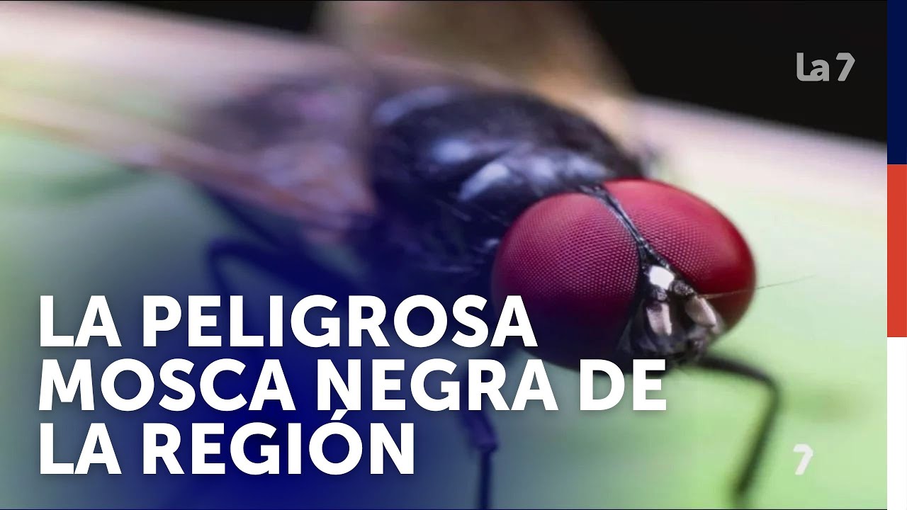 La mosca negra se multiplica en la Regi&oacute;n de Murcia | La 7