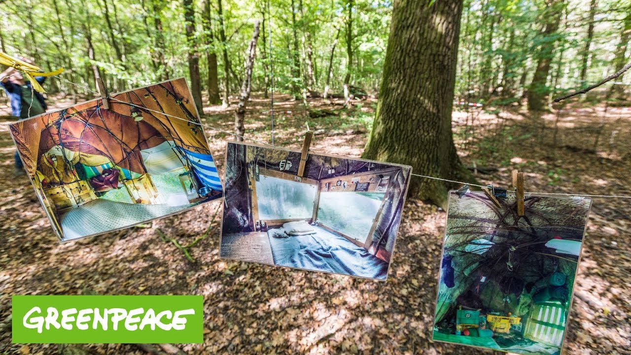 Das Leben in den Bäumen vom Hambacher Forst