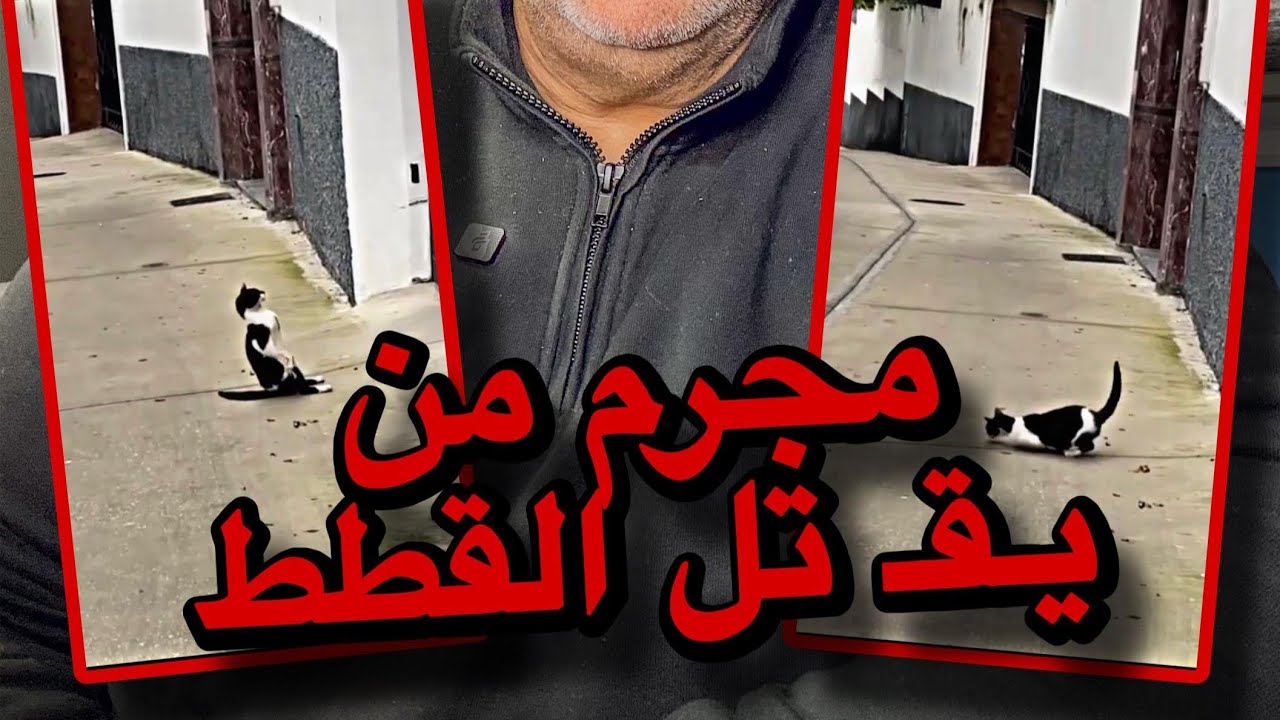 ج--ريمة ق--ت--ل  القطط بالسم هذه قسوة كبيرة