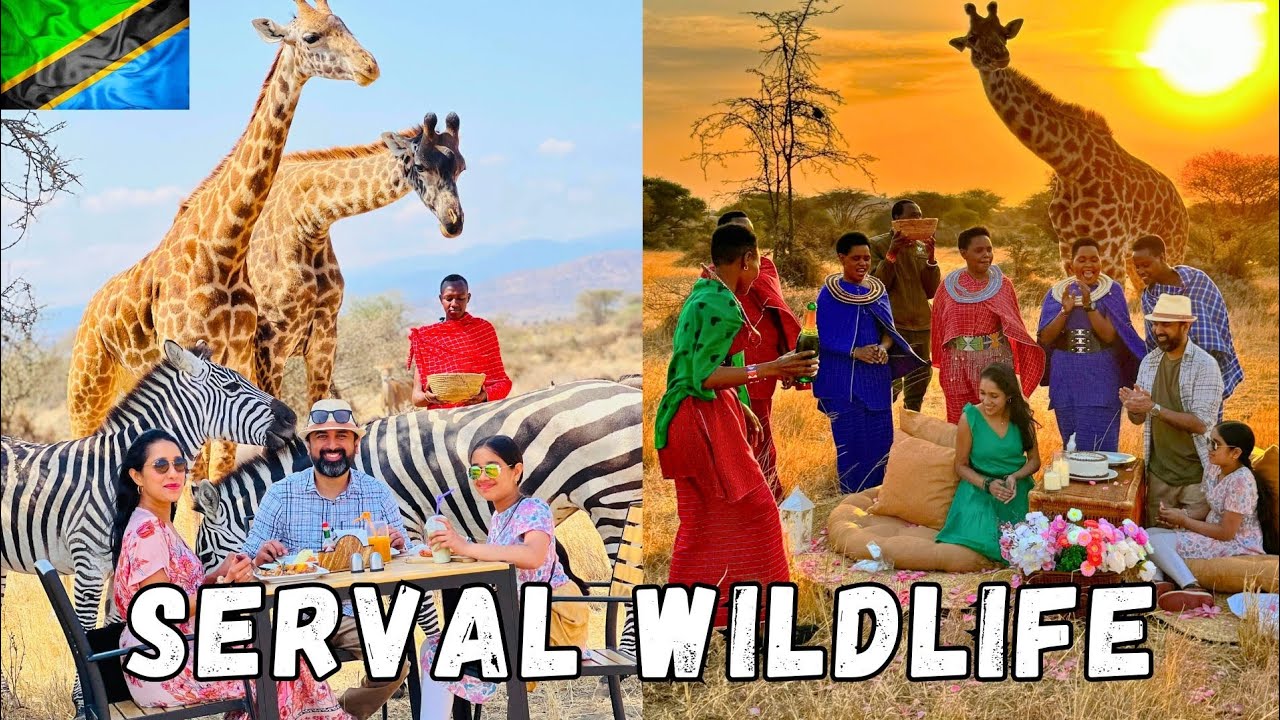 A Magical stay at SERVAL WILDLIFE | The Ultimate Wildlife Experience in Tanzania 🇹🇿 @servalwildlife 