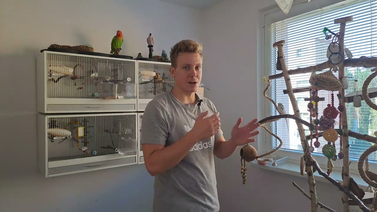 Jak naučit svou andulku mluvit?