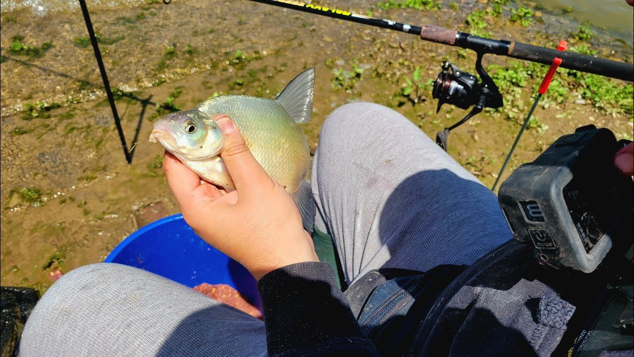 Pecanje DEVERIKE Na FEEDER - Prelepo JEZERO Gazivode