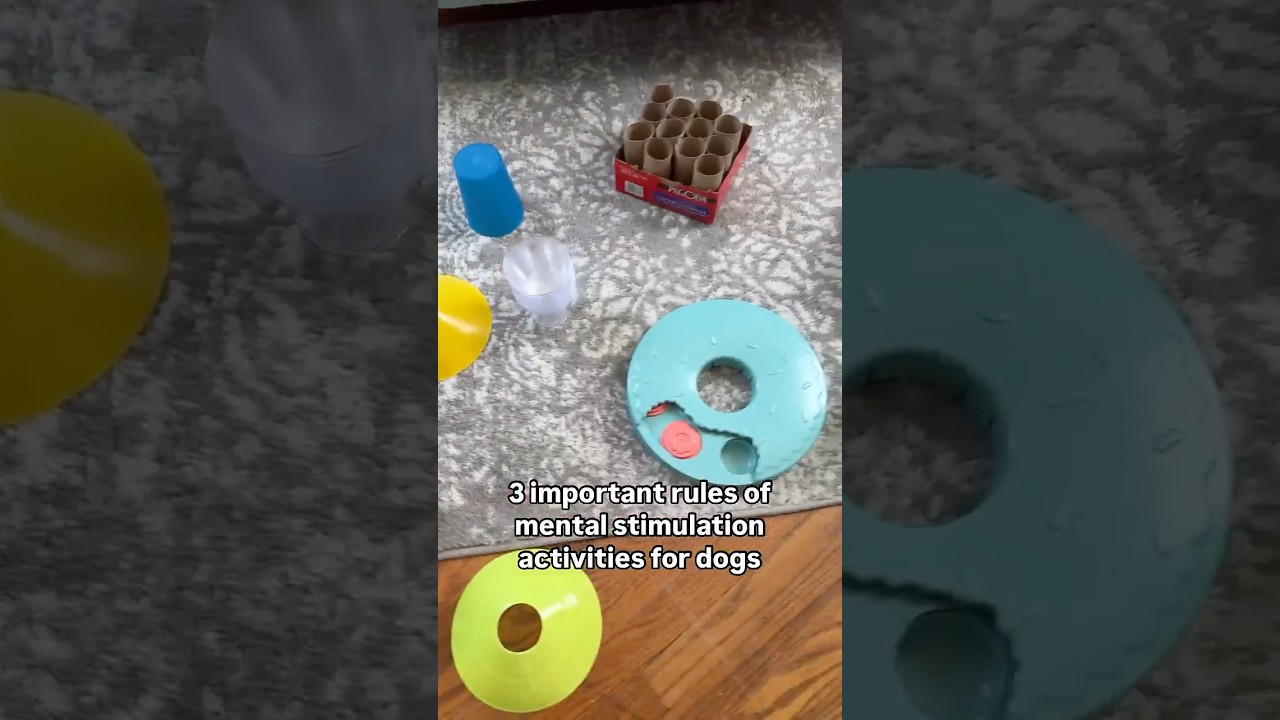 3 Important Things to Know About Mental Stimulation Activities for Dogs