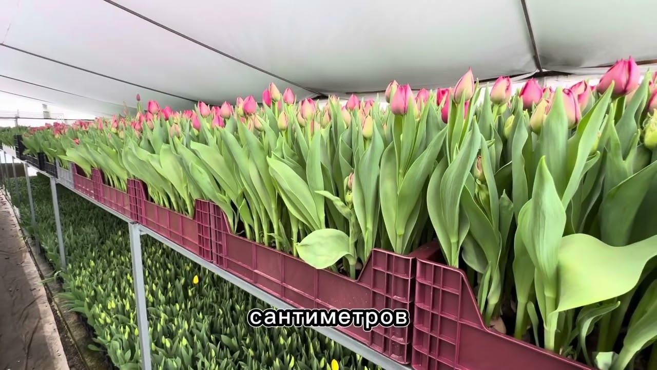 Краткий ОБЗОР СОРТОВ тюльпанов 🌷💐Сезон 2025!