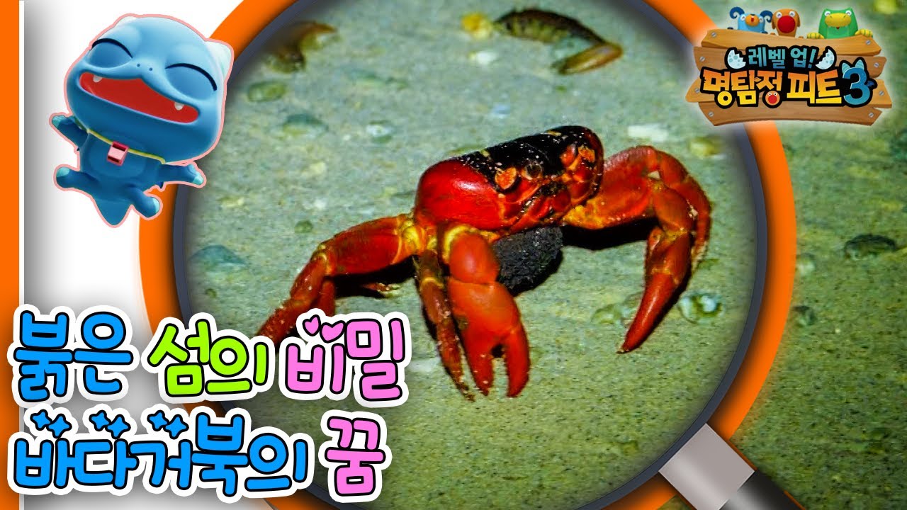 [EBS놀이터] 명탐정 피트3🔎｜붉은 섬의 비밀｜바다거북의 꿈｜숲 속 수사대｜동물｜식물｜곤충｜애니메이션