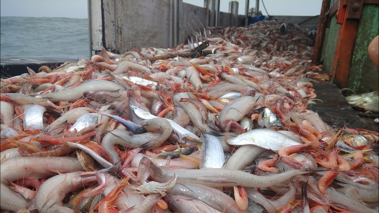 बोंबील आणि कोलंबीची मासेमारी.bombil & prawns fishing. Mumbai indian fishing