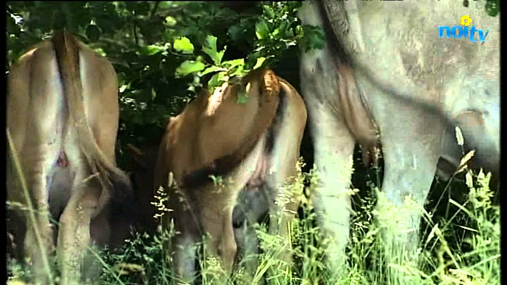 In Garfagnana tre razze a rischio estinzione