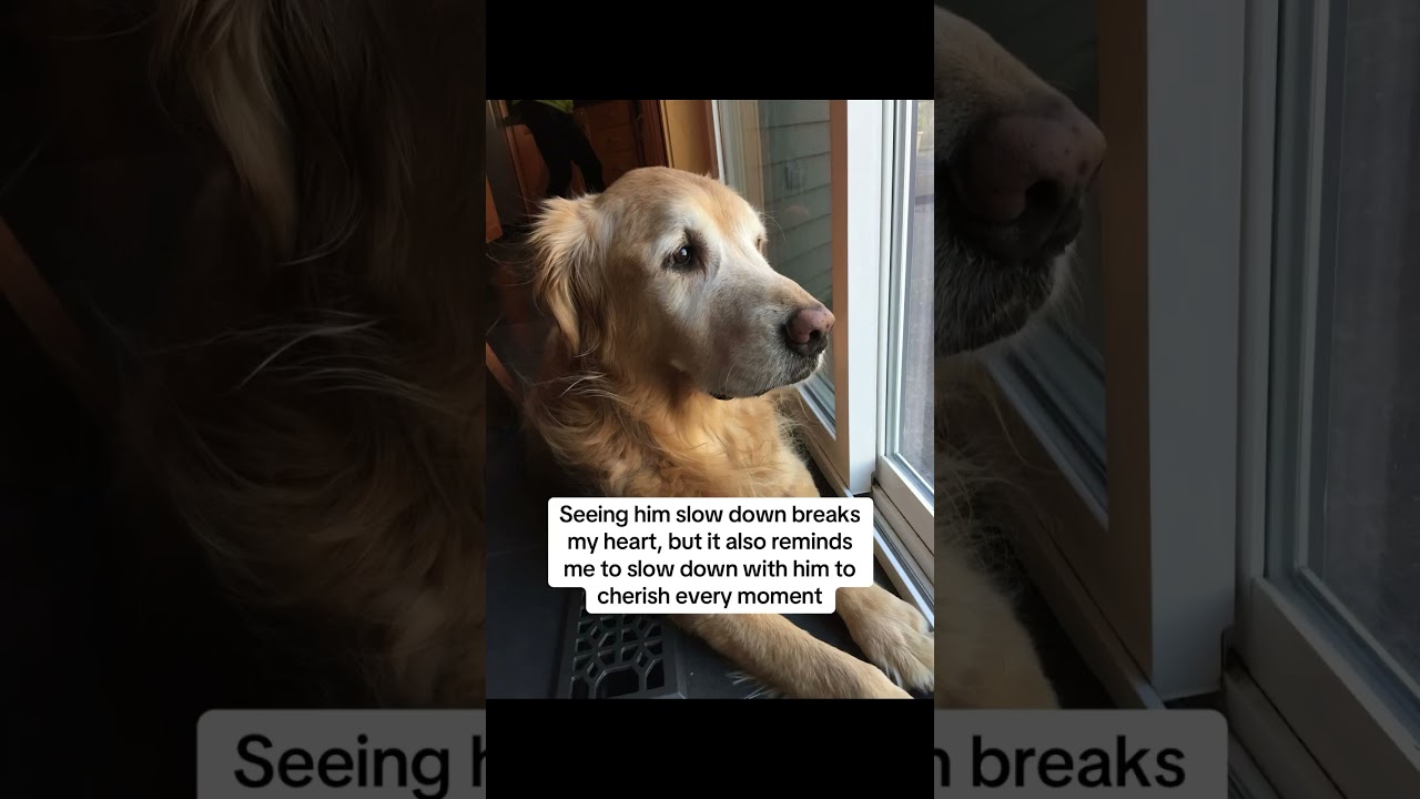 Morning routines #dog  #furparent