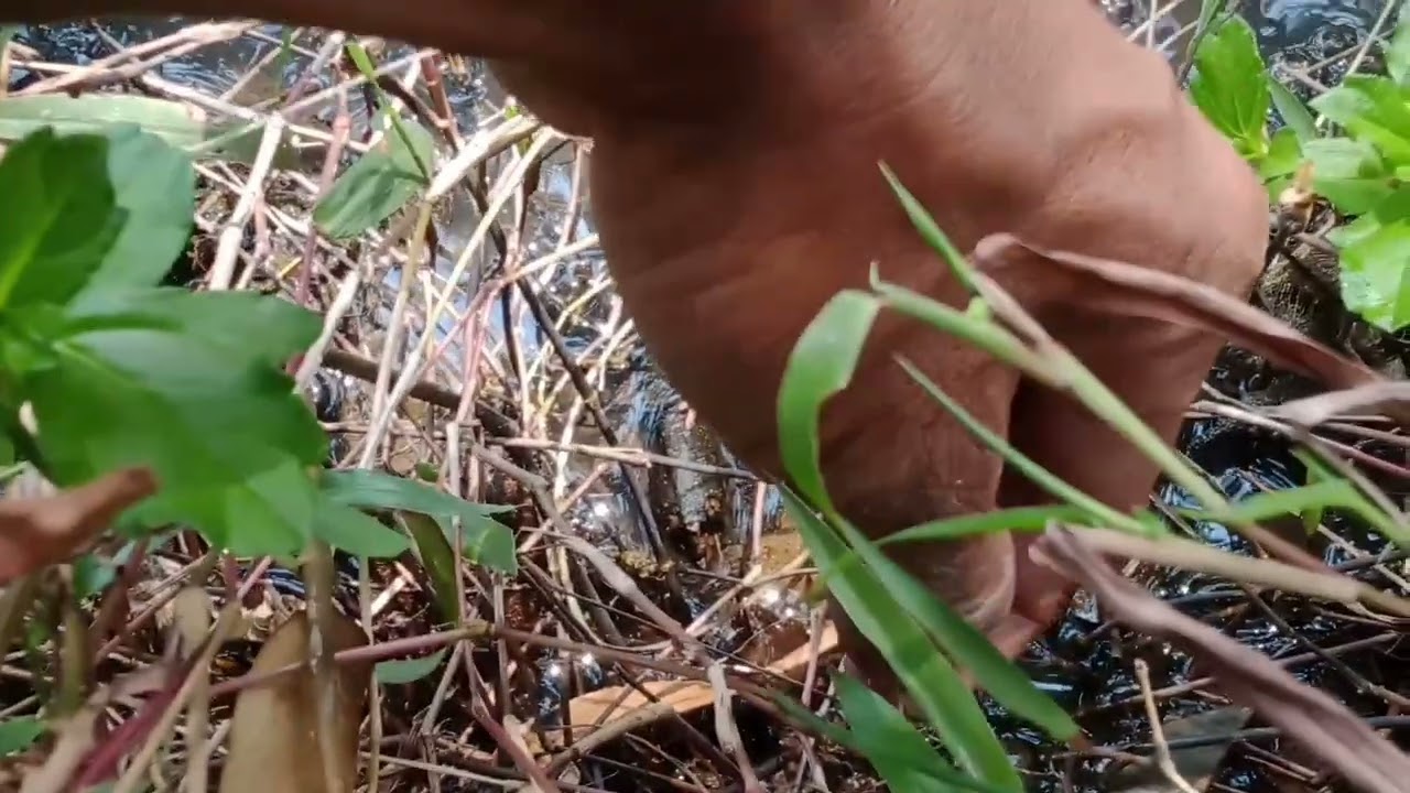 Sekali Ceplok Lansung Di Lahap__Belut Ini Udah Berapa Lama Gak Makan 