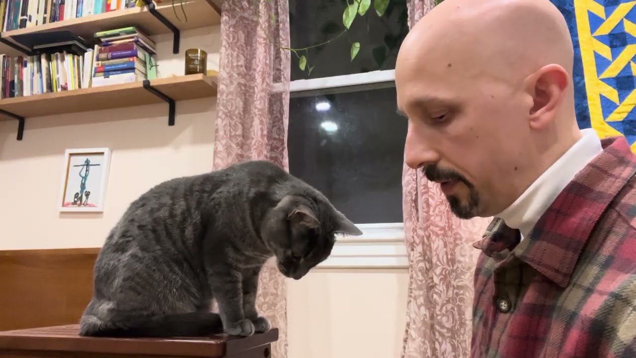 Kitty teeth brushing and grooming 2:  up close