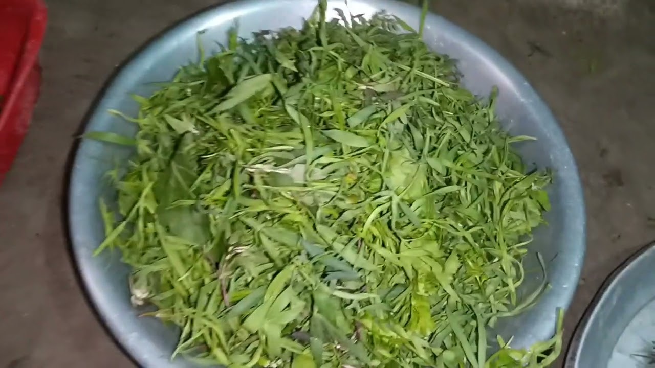 बिहारी स्टाइल मे बिहार का पसंदीदा खेसारी का साग🥗🥗🥗#cookingvideo #recipevideo #cookingvlog #recipe 