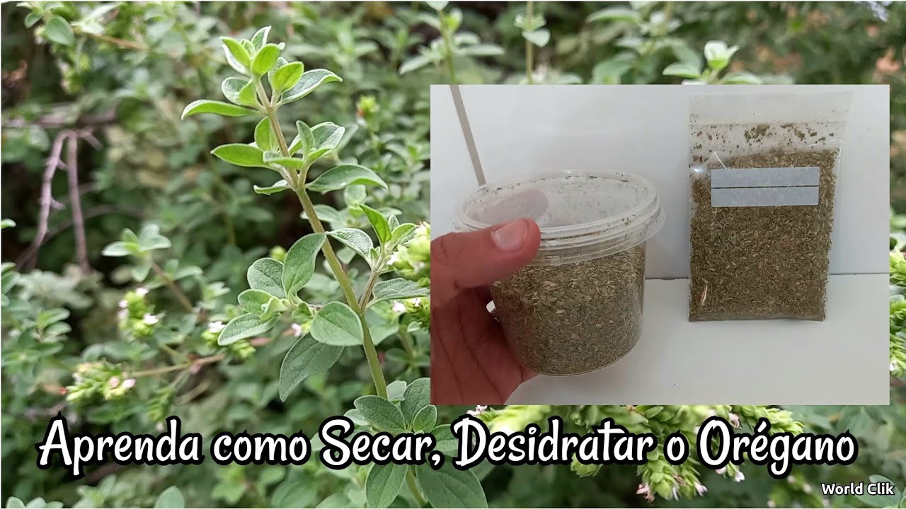 Aprenda a Secar e Desidratar Ervas Aromáticas e Medicinais - Orégano