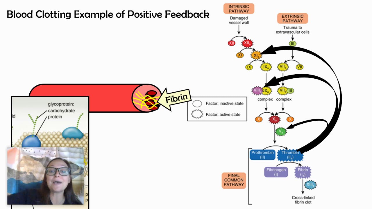 Positive Feedback Loops (AP Biology 4.5)