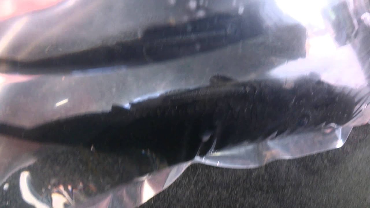 Massive peppermint bristlenose catfish