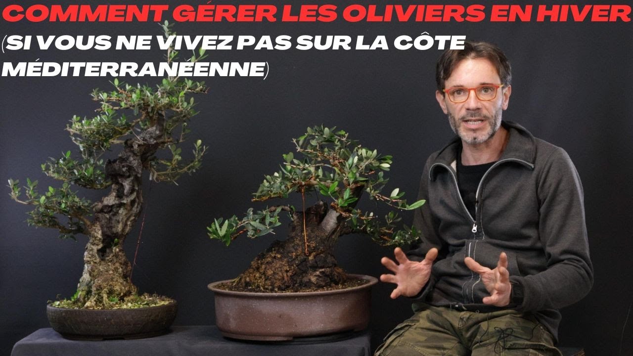 Comment gérer les oliviers en hiver! (si vous ne vivez pas sur la côte méditerranéenne)