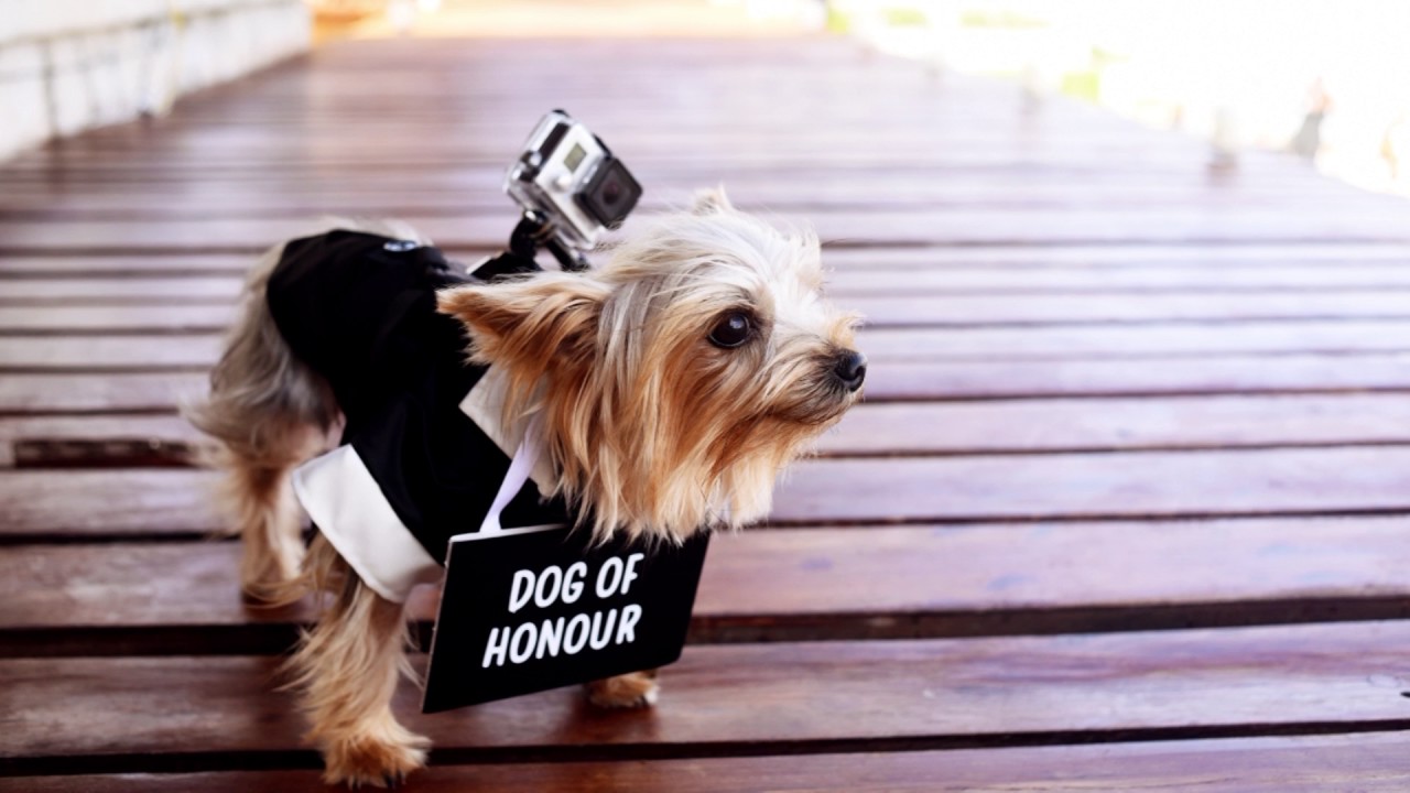 Dog films their owner's beach wedding with GoPro | Casa Corazón Playa del Carmen