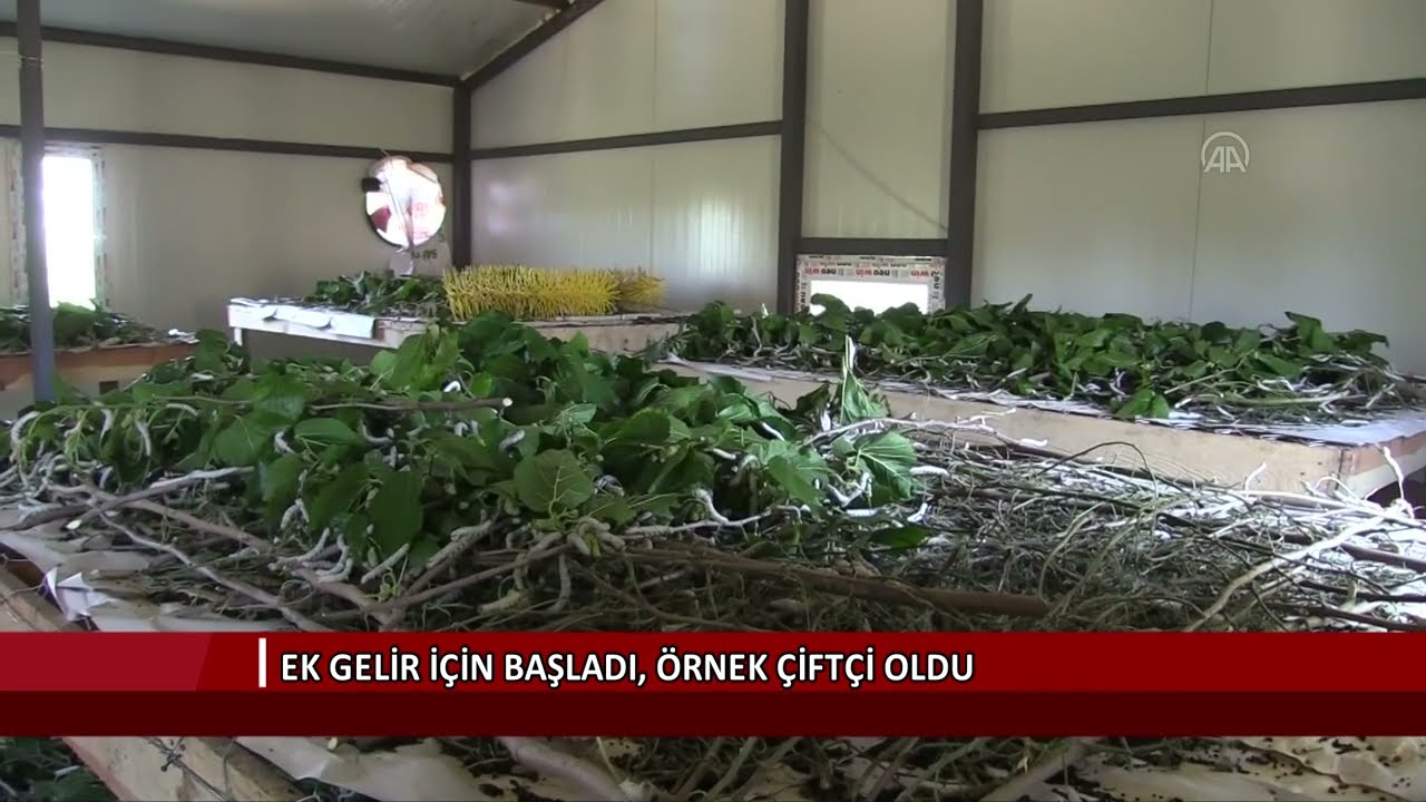 Ek gelir için başladı, örnek çiftçi oldu
