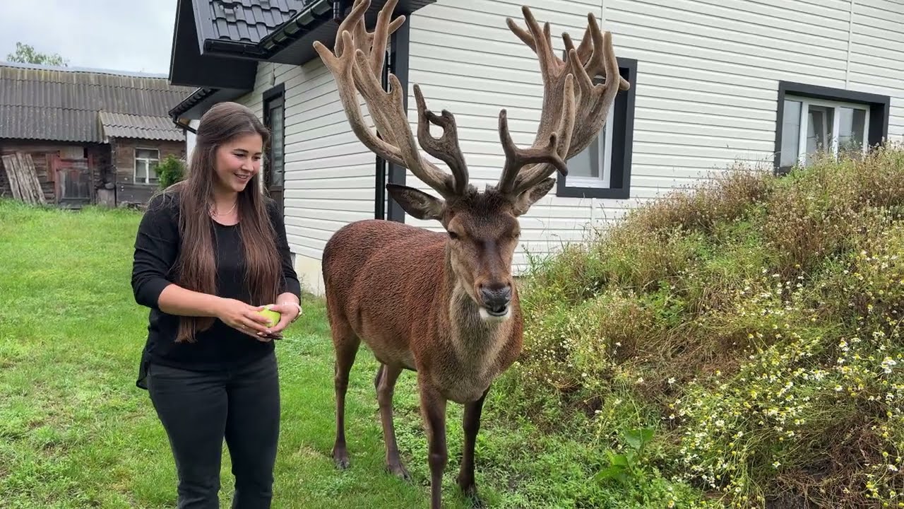 Мурка ревнує до оленя Бориса #irysik3076 #deer #animals #олень #оленьборис #оленьборя #оленьборька