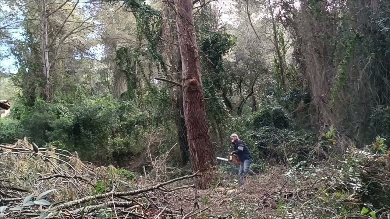 Derribo de pino partido y muerto.  Con Alpina A405