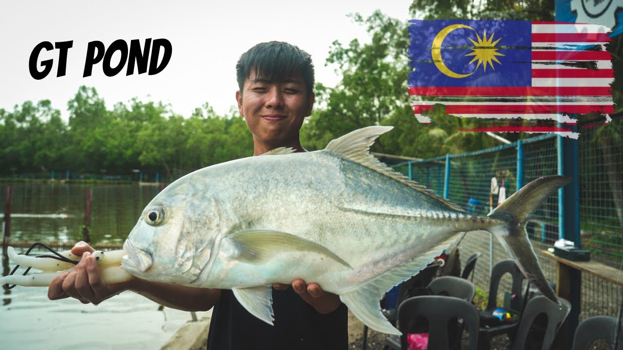 Giant Trevally and Seabass Session | Catch and Release Pond | Brother Pond | Malaysia 2023