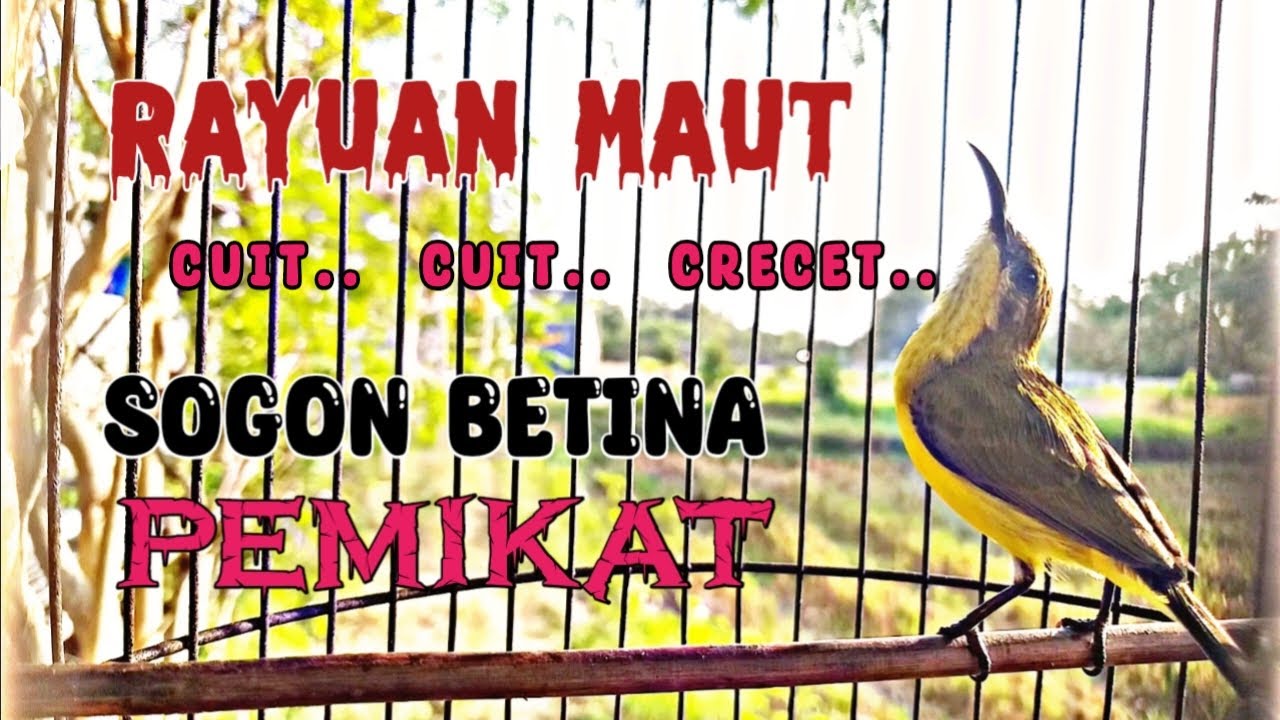SOGON BETINA CUIT CUIT GACOR MEMANGGIL JANTAN AMPUH UNTUK PANCINGAN SOGON AGAR EMOSI