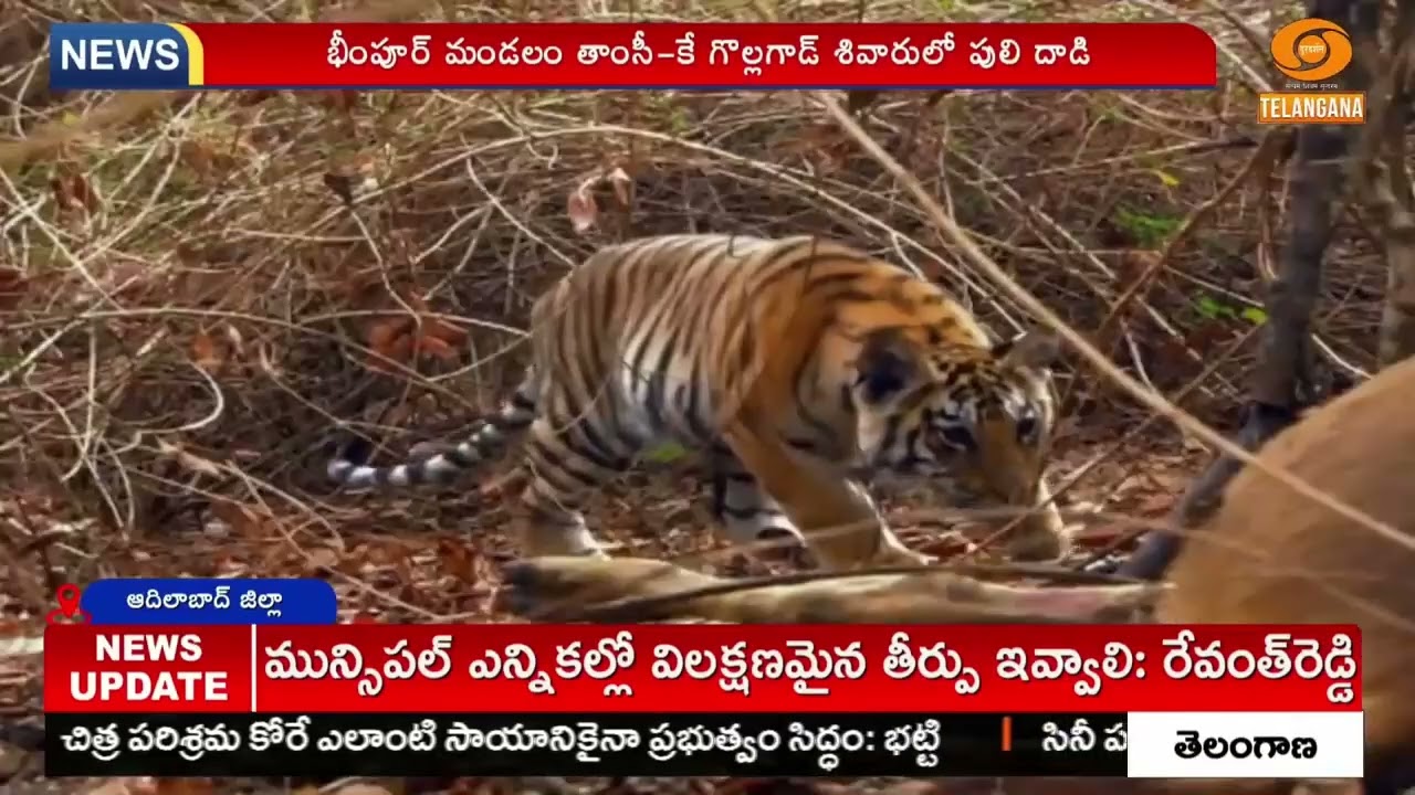 సరిహద్దు గ్రామాల్లో పెద్దపులి కలకలం | Tiger Alert in Adilabad border villages