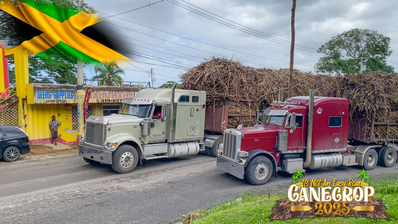 Jamaican Truckers | In Action | S03E25 | Cane Crop 2025 | Cash Money Crew | Worthy Park Estate