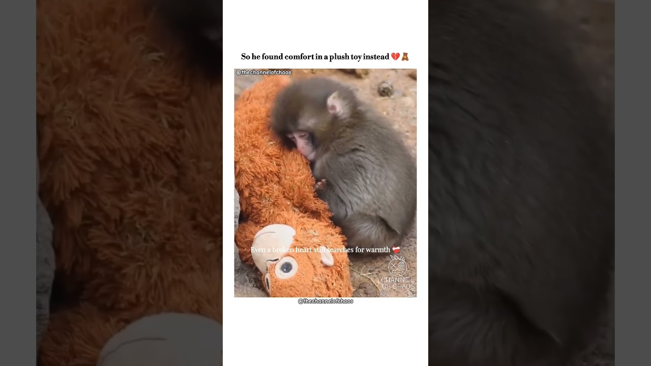 All He Wanted Was Love 🥺#punch #monkey #trending #viral #zoo #macaque #hearttouching #animalemotions