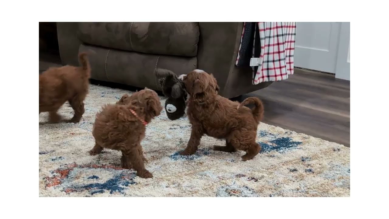 Mini Irish Doodle Puppies - Fabulous Family Doodles