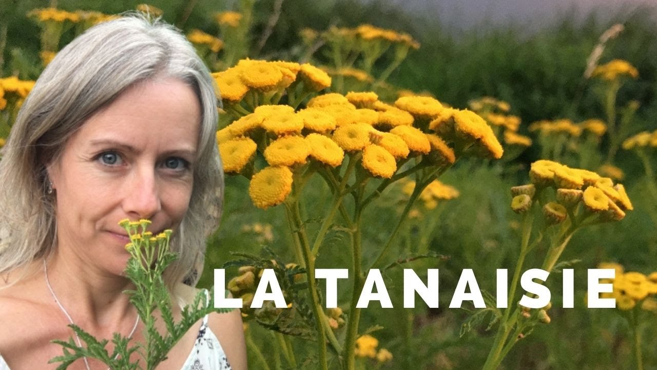 La tanaisie - plante comestible à petites doses