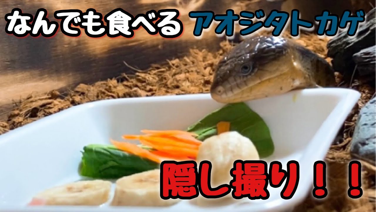 雑食性のアオジタトカゲ！本当になんでも食べるの！？活餌、マウス、フルーツあげてみた！