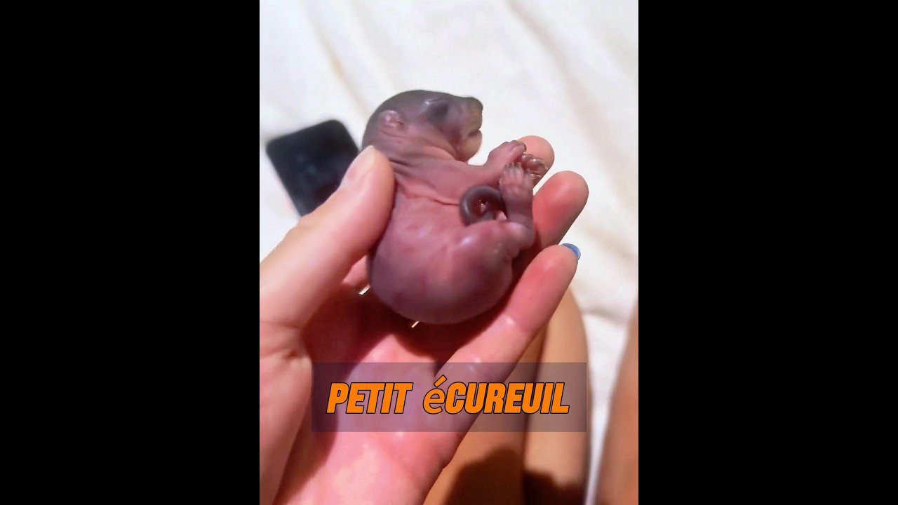 J'ai rencontr&eacute; un petit animal ressemblant &agrave; une souris #animaux #animals