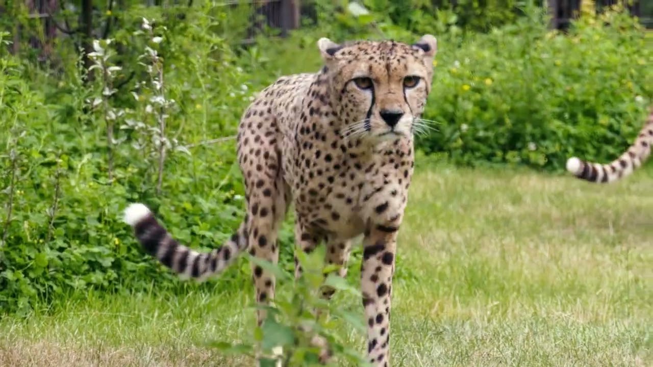 70 Jahre Tierpark Berlin - 70 years of Tierpark Berlin