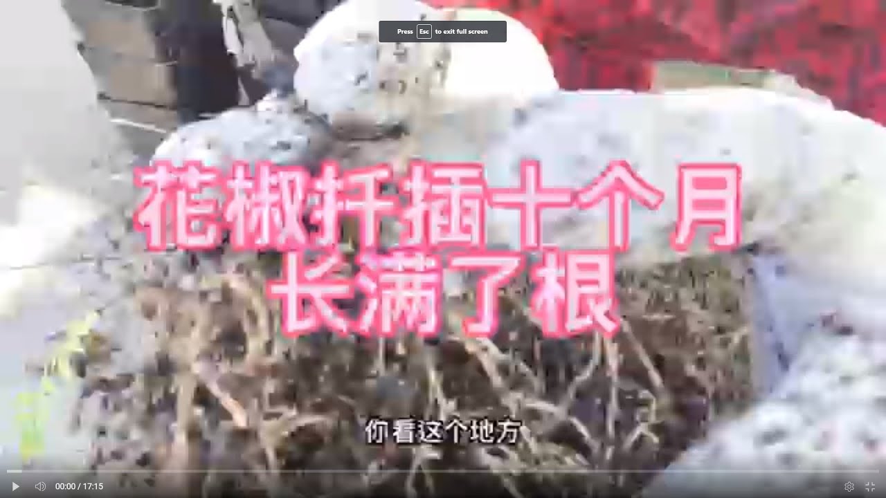 花椒扦插，经过10个月的时间，现在长满了根
