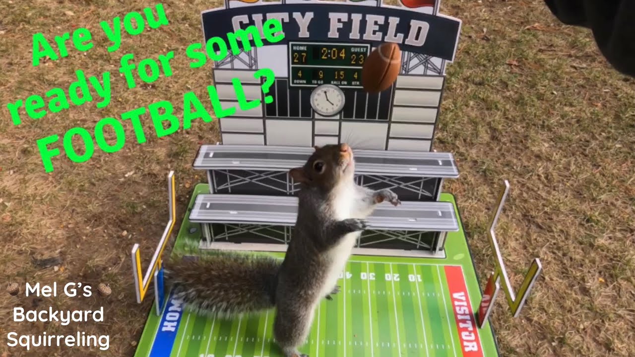 Squirrel Super Bowl 🏈