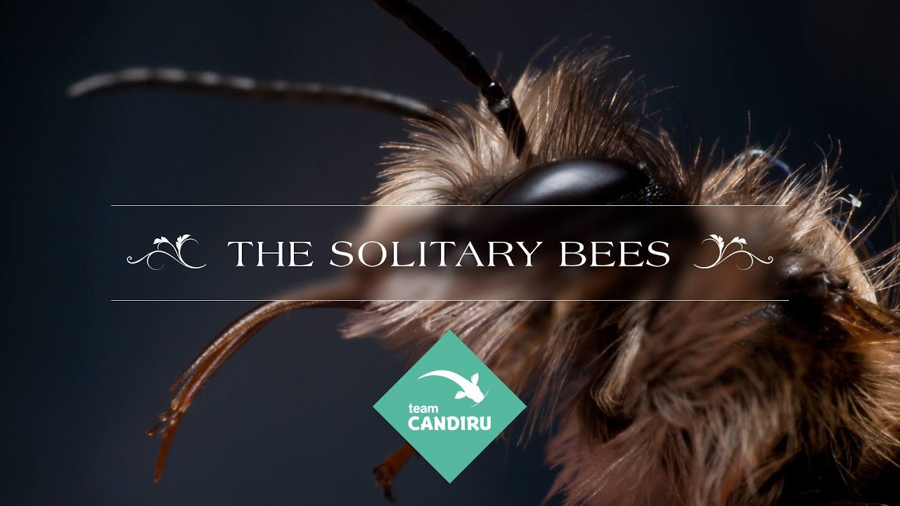 The Solitary Bees