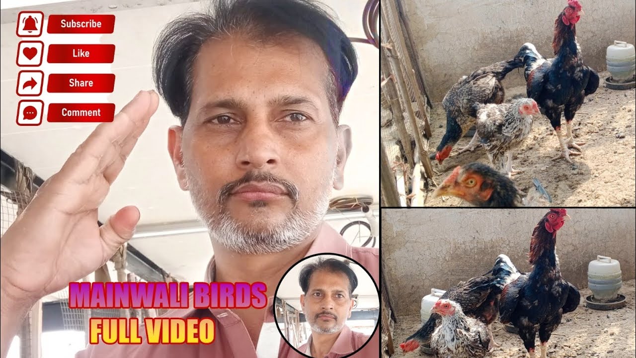 Mainwali Aseel murga#aseel birds#mainwali#viral video#for you #pure Aseel murga ##Subscribe #chicks