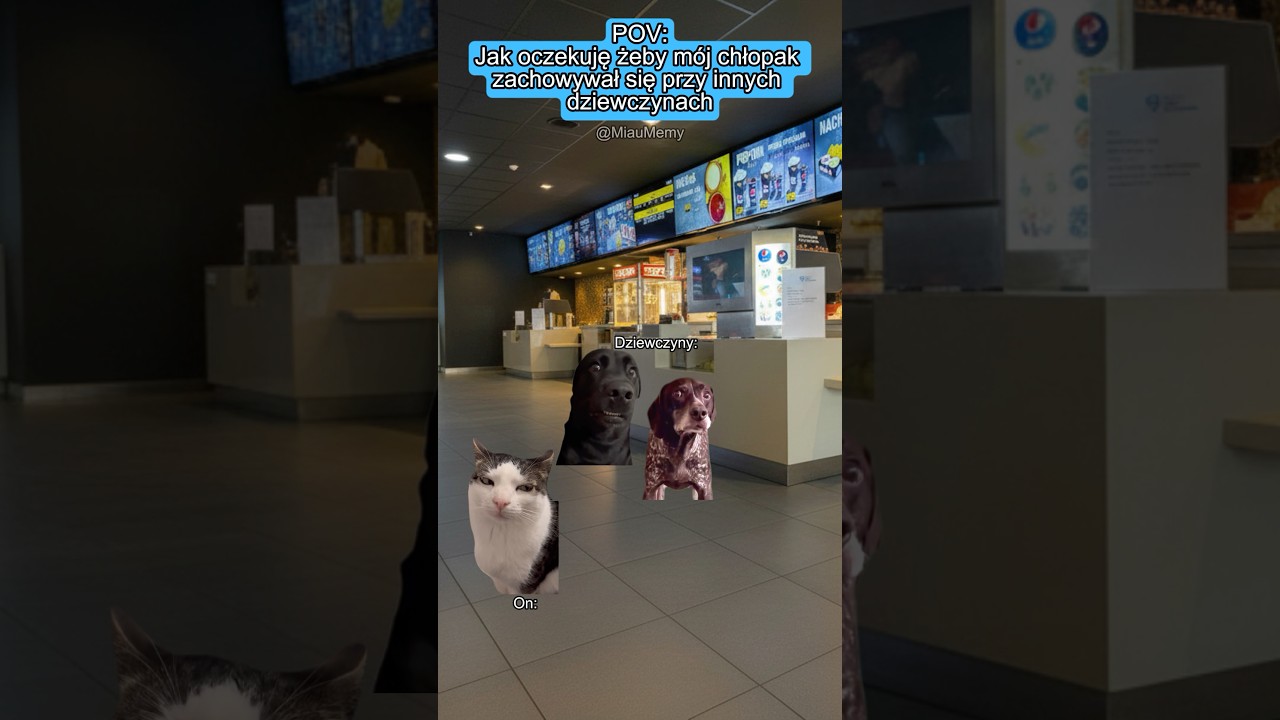 KOCIE MEMY 😼 POV: Jak oczekuję, żeby m&oacute;j chłopak&hellip; #catmemes #koty memy #relatable #relacje