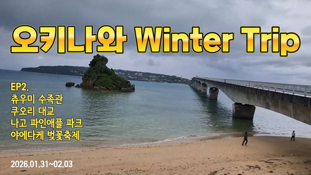 2026 오키나와 Winter Trip ep2 / 츄라우미 수족관, 쿠오리 대교, 나고 파인애플 파크, 야에다케 벚꽃축제