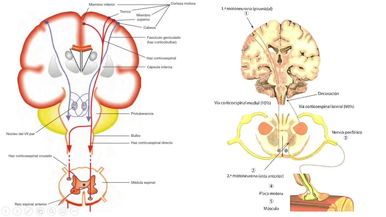 Fisiopatología - Alteraciones de la vía motora principal y la vía sensitiva (Parte 1)
