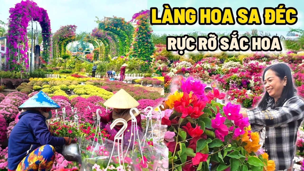 QUÁ ĐẸP! Làng Hoa Sa Đéc Ngập Hoa – Cánh Đồng Hoa Giấy Khiến Ai Cũng