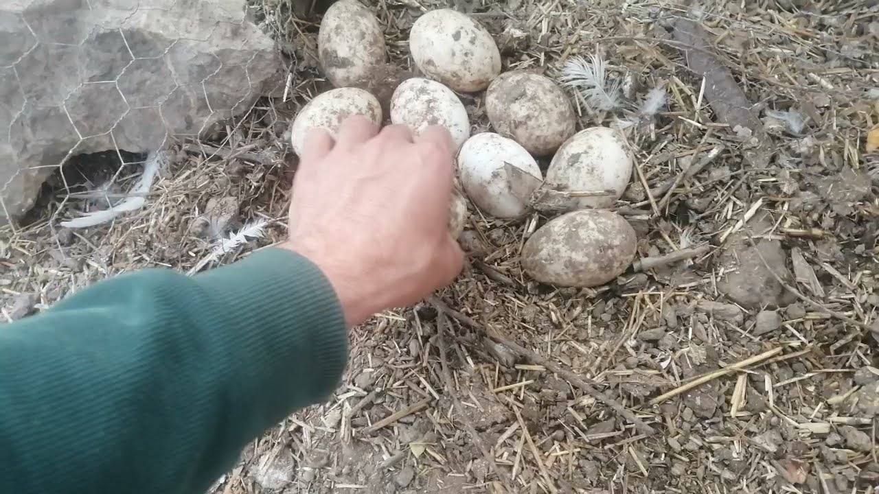 Ördek gurk olur mu/ördek kuluçka süresi/ördek kaç günde çıkar