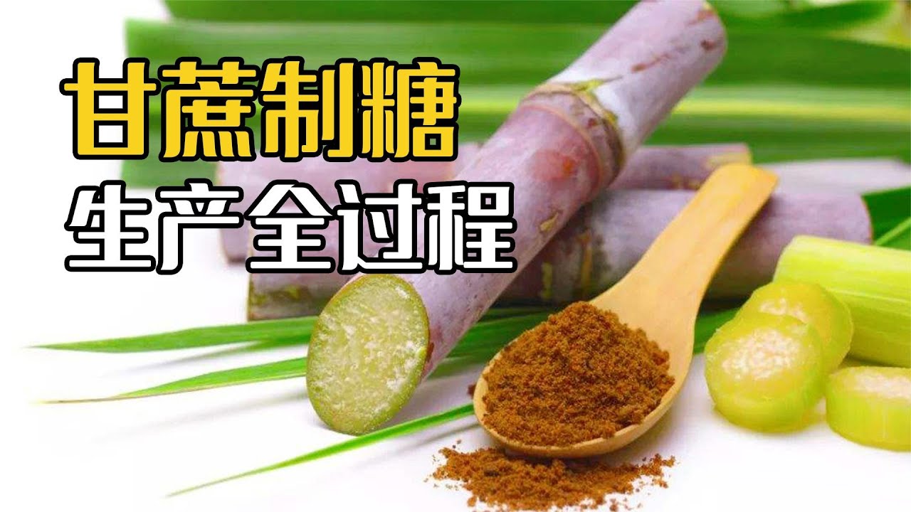 糖是怎么来的？实拍工厂甘蔗制糖，甜菜制糖加工全过程