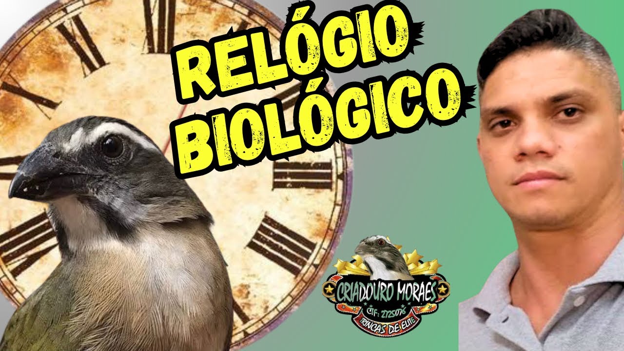 COMO CRIAR TRINCA FERRO relógio biológico