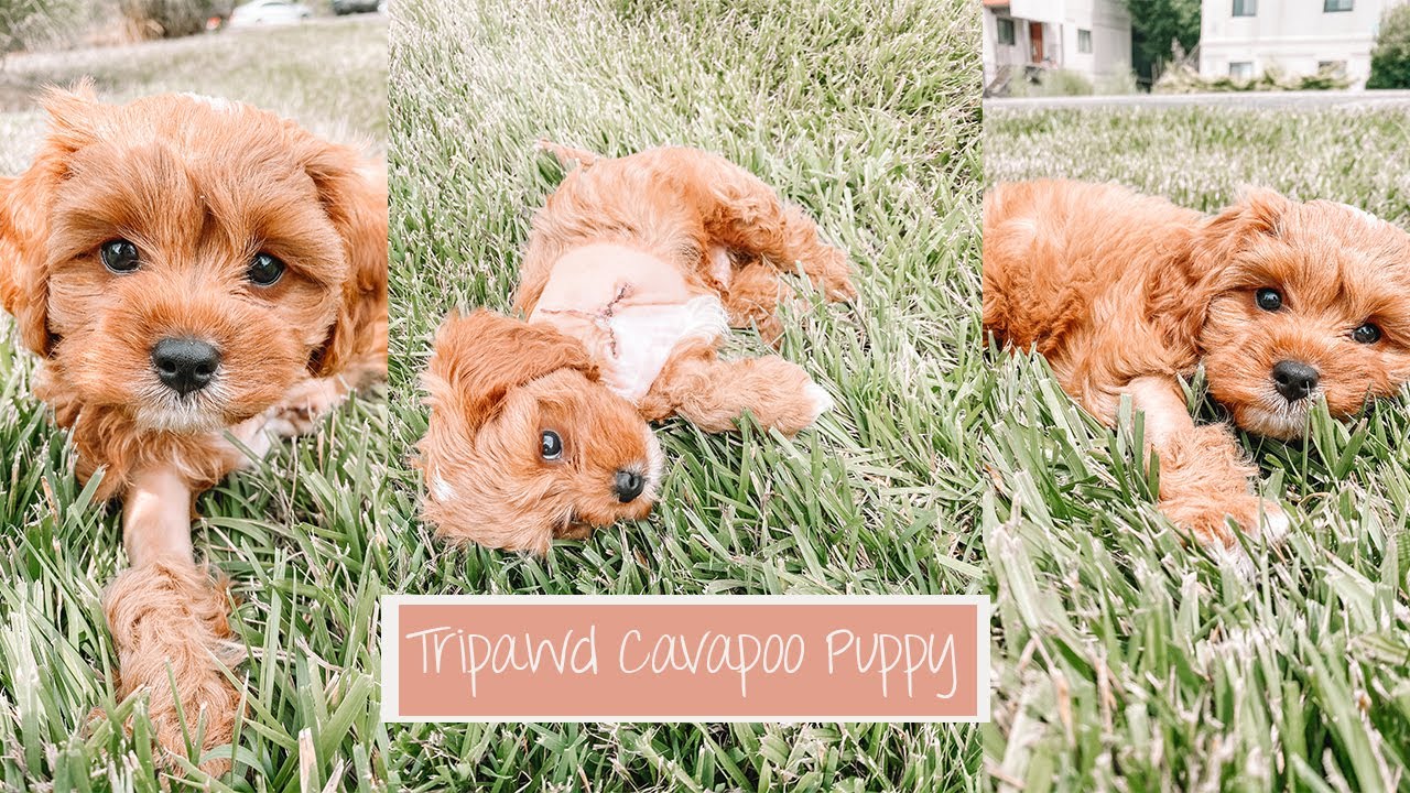 Bringing Home Our New Cavapoo Puppy  | Meet Augustus!!