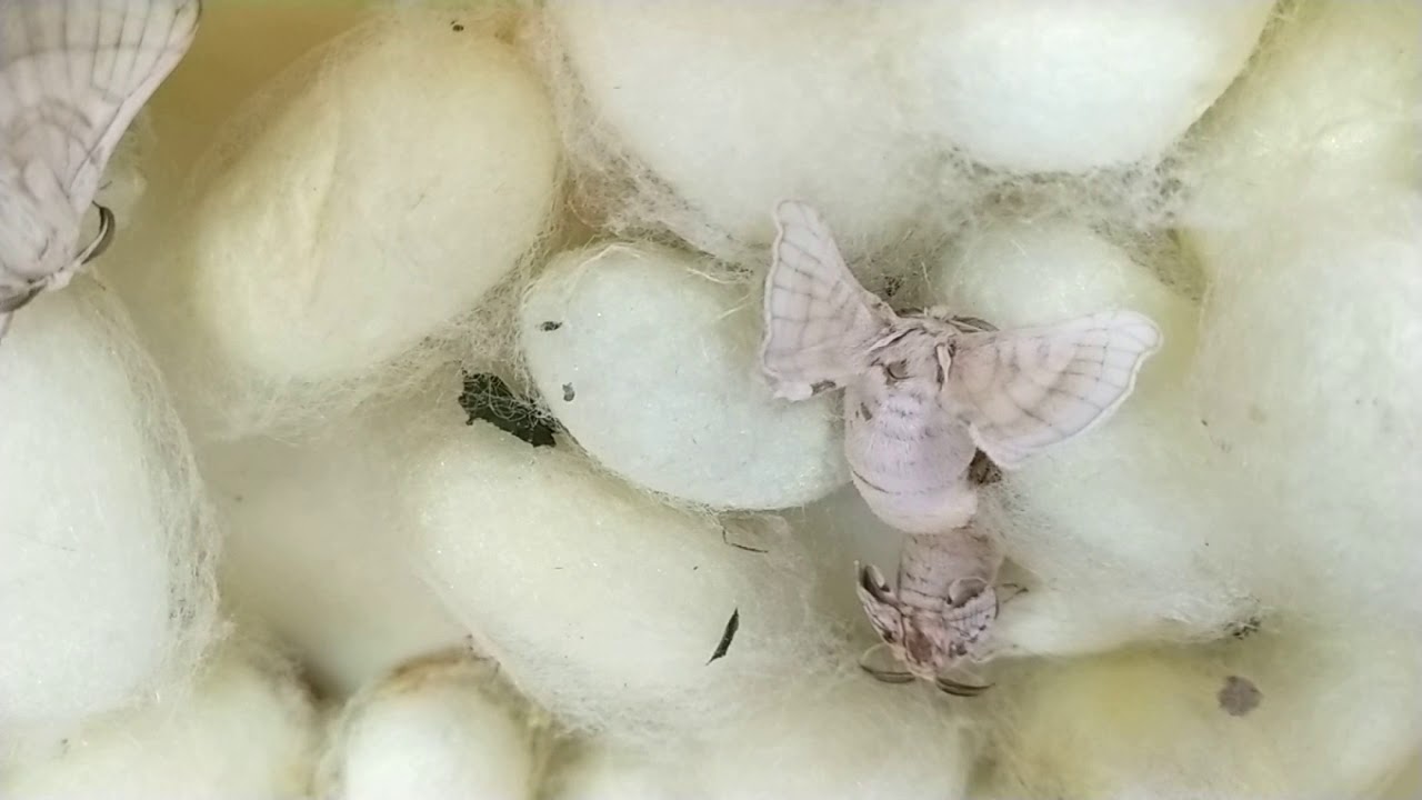 Silk worm mating