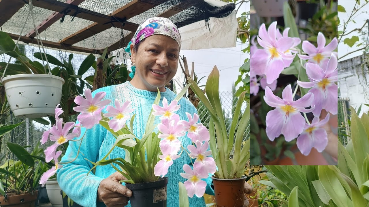 Miltonias o Josefinas// Sustrato, Siembra y Cuidados 🥰🌺🌞☘️